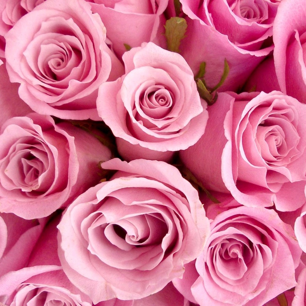 Meet your Posher, Paulette